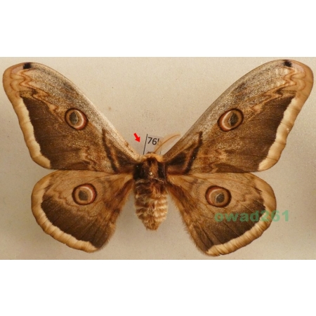 Saturnia pyri (Denis & Schiffermüller, 1775) male Pawica gruszówka Czech 107mm76b